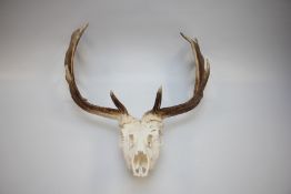 VINTAGE ANTLER SKULL.