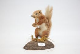 A VINTAGE MOUNTED TAXIDERMY STUDY OF A RED SQUIRREL, H 25CM.