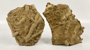 2 PIECES OF FOSSILIZED CORAL.