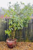 IMPRESSIVELY LARGE EVERGREEN TREE, ROUGHLY 6 FT IN SALT GLAZED STONEWARE POT.