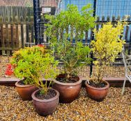 GROUP OF FOUR POTTED PLANTS IN SALT GLAZED STONEWARE POTS TO INCLUDE BRAVO AND HOLLY SHRUBS AMONG