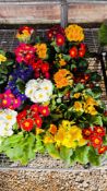 6 X 6 PACK POLYANTHUS.