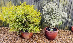 TWO LARGE GARDEN SHRUBS IN SALT GLAZED STONEWARE POTS.