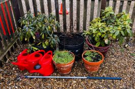 GROUP OF FIVE POTTED PLANTS TO INCLUDE TWO LARGE RHODODENDRON SHRUBS, PLUS OTHERS,