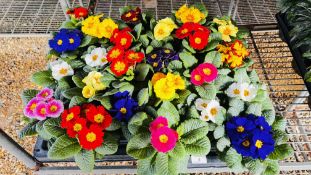 2 X 12 X 11CM PRIMROSE.