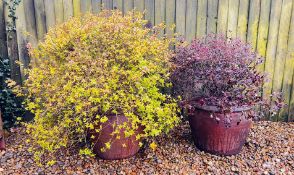 TWO LARGE GARDEN SHRUBS IN SALT GLAZED STONEWARE POTS.