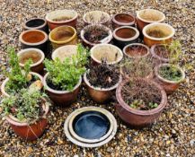 GROUP OF APPROX 20 ASSORTED GARDEN POTS, SOME WITH SHRUBS TO INCLUDE SALT GLAZED STONEWARE EXAMPLES,