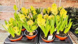 2 X 6 X 14CM HYACINTH.