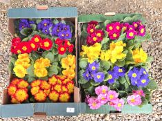 24 POTS OF MIXED COLOUR PRIMROSES.