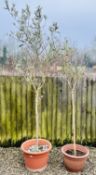 2 LARGE POTTED OLIVE TREES, LARGEST ROUGHLY 6.5FT.