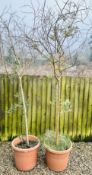 2 LARGE POTTED OLIVE TREES, LARGEST ROUGHLY 6.5FT.