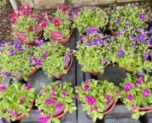 2 X 6 X 13CM AUBRIETIA.