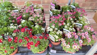 2 X 12 X 11CM SAXIFRAGE.