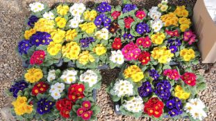 6 X 12 X 11CM PRIMROSE.