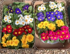 24 POTS OF MIXED COLOUR PRIMROSES.