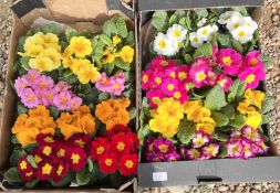 24 POTS OF MIXED COLOUR PRIMROSES.