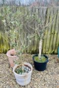 3 MEDIUM POTTED OLIVE TREES, LARGEST ROUGHLY 5 FOOT.