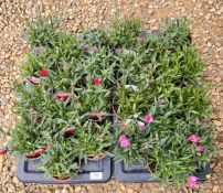 2 X 12 X 11CM DIANTHUS OSCAR.