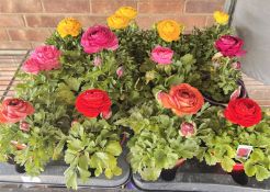 2 X 6 X 13CM RANUNCULUS.