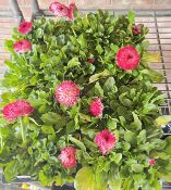 4 X 4 PACK BELLIS HABENERA.
