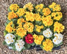 2 X 12 X 11CM PRIMROSE.