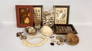A BOX OF ASSORTED SHELLS + A PAIR OF FRAMED PRINTS SHELL RELATED + LARGE GLASS VASE CONTAINING A