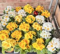 2 X 12 X 11CM PRIMROSE.