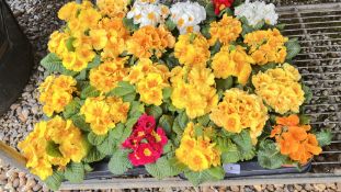 2 X 12 X 11CM PRIMROSE.