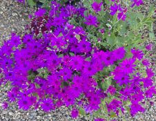 2 X 3 X 2L SENETTI.