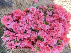 1 X 2 AZAZEA INDICA.