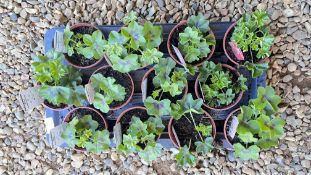 1 X 12 X 11CM TRAILING GERANIUM.