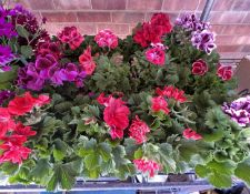 2 X 6 X 13CM POT REGAL PELARGONIUM.