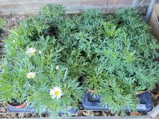 2 X 12 X 11CM MARGUERITE ARGYANTHEMUM.