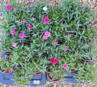 2 X 12 X 11CM DIANTHUS OSCAR.
