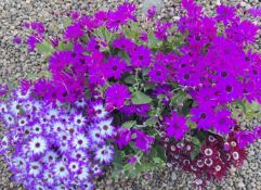 2 X 3 X 2L SENETTI.