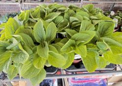 2 X 6 X 13CM DIGITAUS VIRTUOSO.