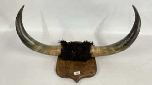 LARGE PAIR OF COW HORNS MOUNTED ON WOODEN PLAQUE, L 76CM.