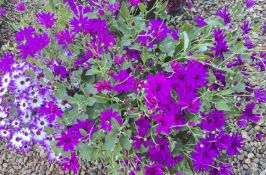 2 X 3 X 2L SENETTI.