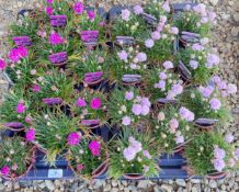 2 X 12 X 11CM ARMERIA.