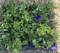 2 X 12 X 11CM SURFINIA.