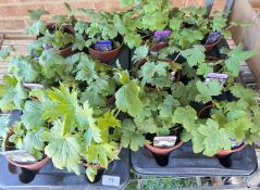 2 X 6 X 13CM DELPHINIUM.