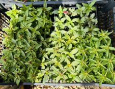 5 X 12 PACK ANTIRRHINUM.