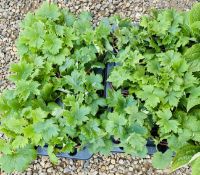 2 X 6 X 13CM DELPHINIUMS.