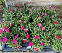 2 X 12 X 11CM DIANTHUS.