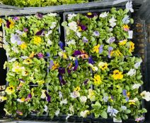 5 X 12 PACK MIXED VIOLAS.