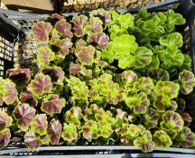 5 X 4 PACK GERANIUMS BEDDING.