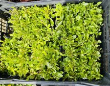 5 X 12 PACK UPRIGHT LOBELIA.