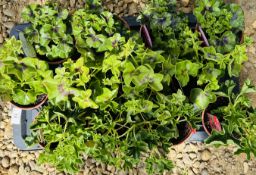 1 X 12 X 11CM TRAILING GERANIUM.