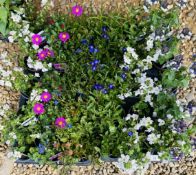 2 X 15 X 9CM MIXED BASKET & PATIO PLANTS.