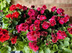 2 X 6 X 13CM REGAL PELARGONIUM.